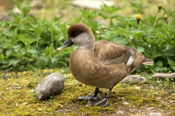 The red-crested pochard (Netta rufina) young female duck on the lake shore, green vegetation in background, scene from wildlife, Switzerland, common bird in its environment