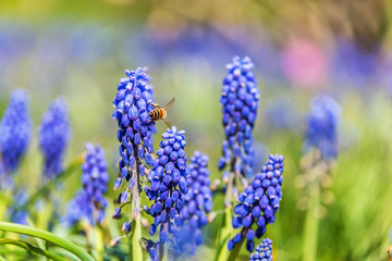 Fototapeta premium Bee and Purple Blue Grape Hyacinth Flowers in Spring in Latvia May 2019