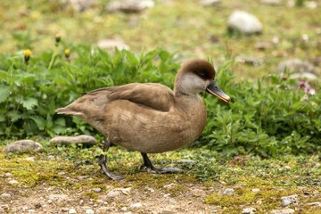 The red-crested pochard (Netta rufina) young female duck on the lake shore, green vegetation in background, scene from wildlife, Switzerland, common bird in its environment