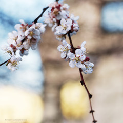 Branch of apricot flowers in the garden, the sunset reflected in the Windows. Selective focus.