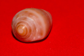Blurred seashell on red background