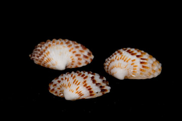 Seashell on black background