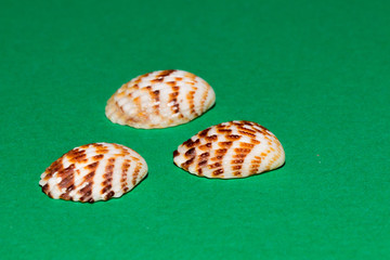 Three sea shell on green background