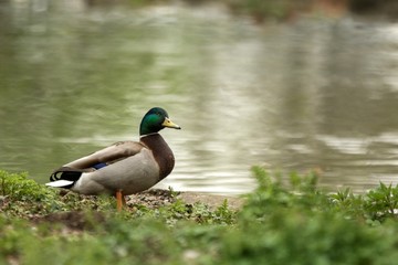 Mallard (Anas platyrhynchos) male duck standing on the shore of the lake, water in background, scene from wildlife, Switzerland, common bird in its environment