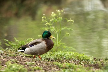 Mallard (Anas platyrhynchos) male duck standing on the shore of the lake, water in background, scene from wildlife, Switzerland, common bird in its environment