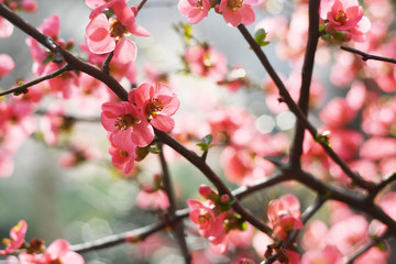 Naklejka na ściany i meble Wild apple tree in pink blossom late spring