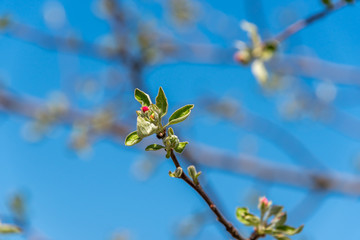 White Plum Tree Blossoms Blooming on a Spring Day in Latvia
