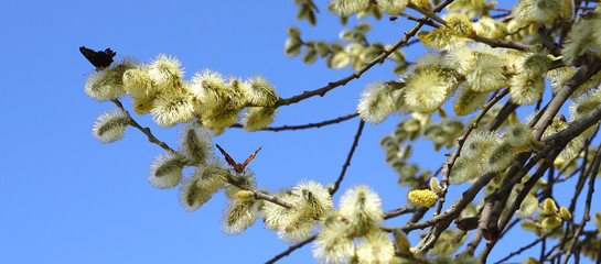 branches of willow with fluffy yellow earrings with butterflies and bees on the background of blue sky in the sunny, spring day. Easter festive mood