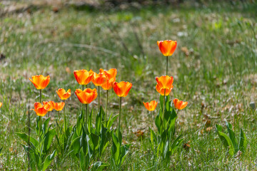 Orange and Yellow Tulips Blooming in a Garden in Spring