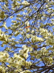 branches of willow with fluffy yellow earrings with butterflies and bees on the background of blue sky in the sunny, spring day. Easter festive mood