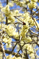 branches of willow with fluffy yellow earrings with butterflies and bees on the background of blue sky in the sunny, spring day. Easter festive mood