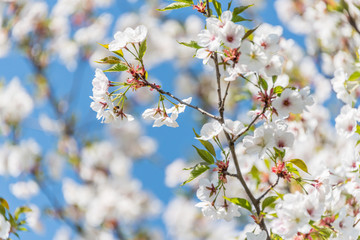 Fototapeta premium Bee and White Cherry Blossoms Blooming on a Tree in Riga, Latvia in Spring