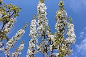 almond blossom sky background
