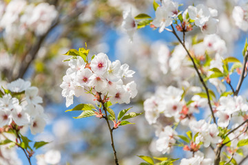 Bee and White Cherry Blossoms Blooming on a Tree in Riga, Latvia in Spring