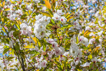 Bee and White Cherry Blossoms Blooming on a Tree in Riga, Latvia in Spring