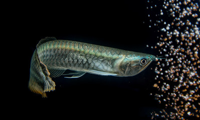 silver arowana fish in thailand