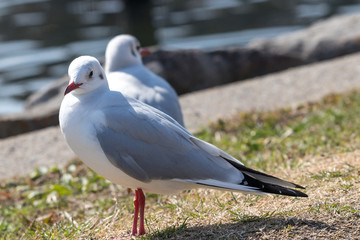 旧中川のカモメ　東京都江戸川区平井