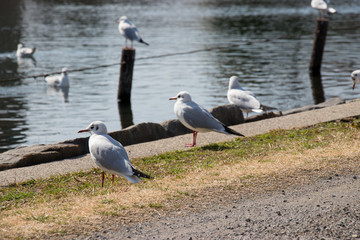 旧中川のカモメ　東京都江戸川区平井