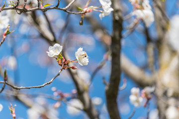Bee and White Cherry Blossoms Blooming on a Tree in Riga, Latvia in Spring