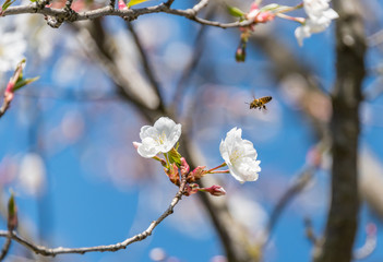 Bee and White Cherry Blossoms Blooming on a Tree in Riga, Latvia in Spring