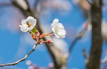 Bee and White Cherry Blossoms Blooming on a Tree in Riga, Latvia in Spring
