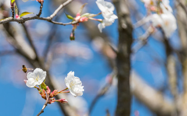 Bee and White Cherry Blossoms Blooming on a Tree in Riga, Latvia in Spring