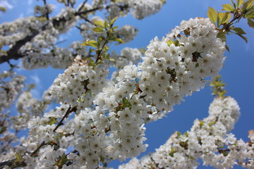 almond blossom sky background