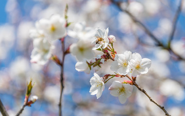 Bee and White Cherry Blossoms Blooming on a Tree in Riga, Latvia in Spring