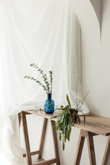 living room with Eucalyptus plant and blue bottle decorations at the daylight