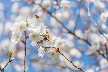 Fototapeta premium Bee and White Cherry Blossoms Blooming on a Tree in Riga, Latvia in Spring