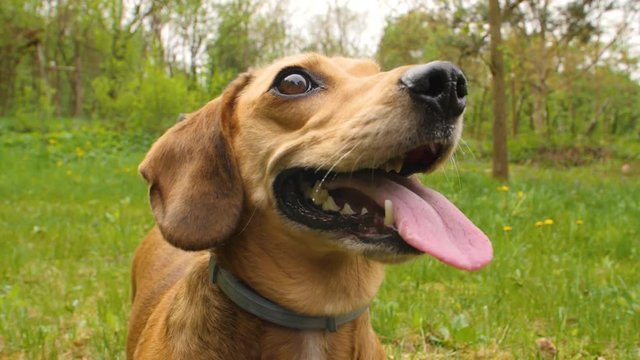 Happy dachshund smiling and looking above the camera with its tongue lolling out of his mouth, then running out of the scene - 180 fps slow motion