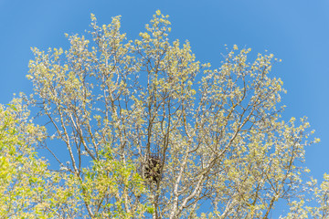 Birch Tree Beginning to Bloom in Early Spring in Latvia and Clear Blue Sky