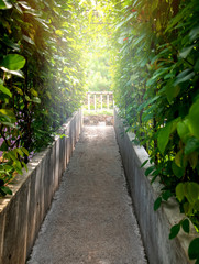 Narrow Natural Hidden Alley Way Corridor or Secret Passageway with Dense Green Vine on Both Side and Bright Light At The End of Tunnel Garden. Door To Heaven Freedom 