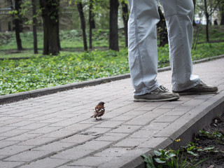 A close-up of a little bird and a man. A little Fringilla coelebs bird runs around the feet of a man in a spring park.
