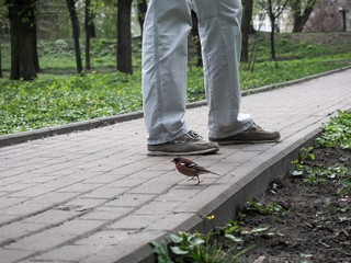A close-up of a little bird and a man. A little Fringilla coelebs bird runs around the feet of a man in a spring park.