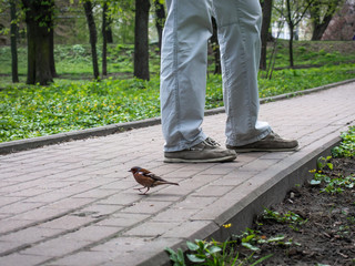 A close-up of a little bird and a man. A little Fringilla coelebs bird runs around the feet of a man in a spring park.