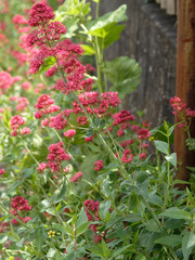 Fototapeta na wymiar Centranthus ruber 'coccineus' - Centranthes à fleurs rouges foncées des sols rocailleux des garrigues de Provence