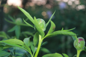 Spring, sunset, flowers