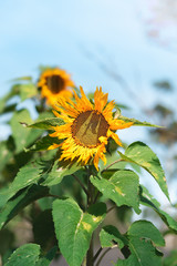 Sunflowers Facing The Sun At Morning After Sunrise. Fields of Sunflower in Floriculture. 