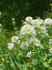 Centranthus ruber 'albus' - Centranthes à fleurs blanches des sols rocailleux de Provence