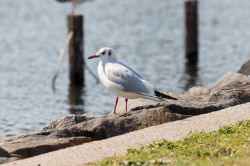 旧中川のカモメ　東京都江戸川区平井