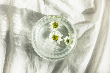 camomile plant with glass decorations at the daylight