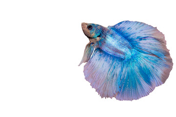 Obraz premium Siamese fighting fish Blue color