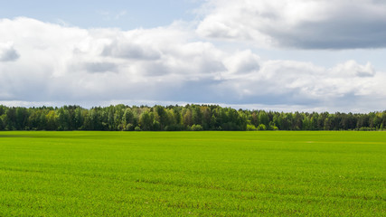 green field in spring