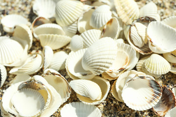 Many seashells as background, close up. Summer backdrop