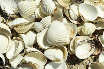 Many seashells as background, close up. Summer backdrop