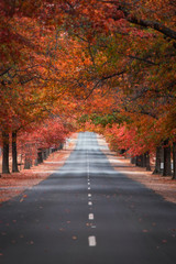 Obraz premium Straight empty view of Honours Avenue at Mount Macedon, Victoria with autumn leaves.