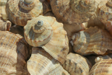 Many seashells as background, close up. Summer backdrop