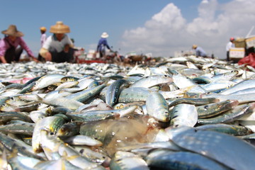 at the seaside Seine traditional fisherman catch a fish