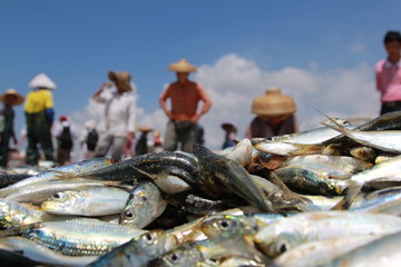 at the seaside Seine traditional fisherman catch a fish